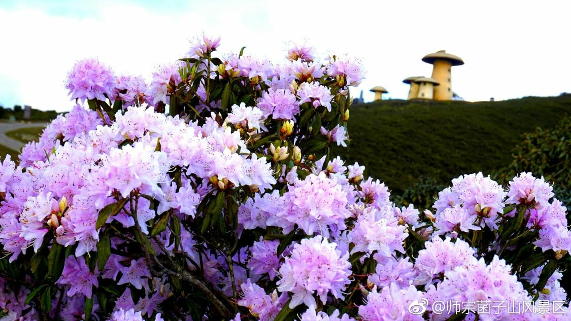 dy涨业务平台全网最低网站